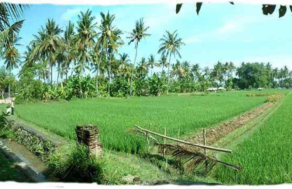Sawah Lovina Hotel Exterior photo